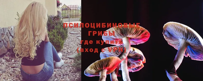 цена наркотик  Кораблино  Галлюциногенные грибы Psilocybe 